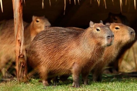 Los vecinos se quejan de destrozos en jardines, accidentes de tránsito y heridas en animales domésticos.