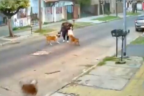 Tres perros pitbull atacaron a una mujer en la calle 