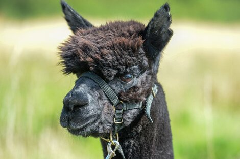 El Gobierno británico sacrificó a la alpaca Gerónimo para evitar la tuberculosis bovina