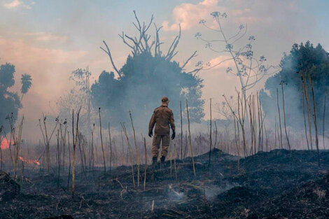 El 85% de las especies amenazadas pierden buena parte de su hábitat por los incendios en el Amazonas