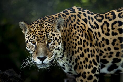 El yaguareté, el felino más grande de los que habitan el país, está en peligro de extinción.