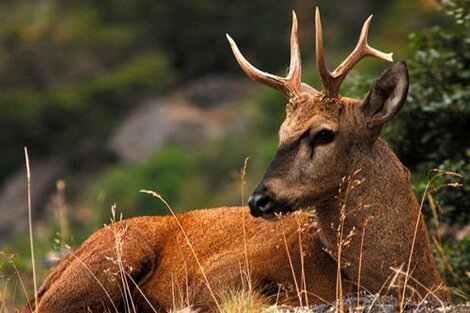 Taruca o venado andino: monumento natural en peligro 