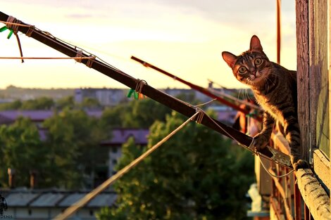 Declaran a La Plata como “municipio no eutanásico de animales”