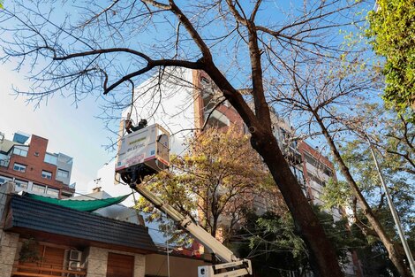 Un fallo de Cámara ordenó frenar la poda de árboles en la ciudad