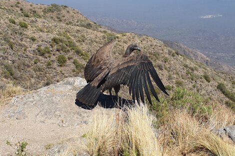 Liberaron un cóndor en la mítica Cuesta del Portezuelo