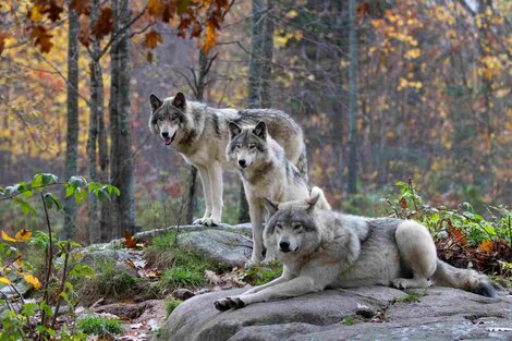 España prohibirá la caza de lobos desde este miércoles