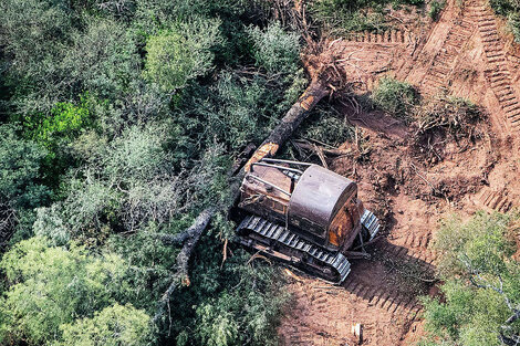 Piden que se informe sobre bosques nativos de manera completa y bilingüe