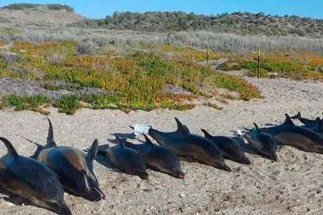 Aparecieron 15 delfines muertos en Río Negro