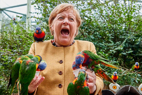 Angela Merkel y el picotazo de un loro: una imagen que se volvió viral