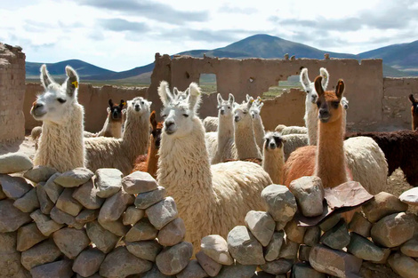 Coronavirus: avanza un tratamiento a base de anticuerpos de llamas