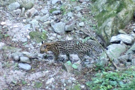 Un ocelote fue captado en las yungas de Catamarca