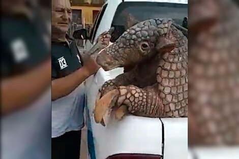 El tatú carreta es una especie en vías de extinción. El ejemplar encontrado en una vivienda de la localidad de Ibarreta pesa 38 kilos.