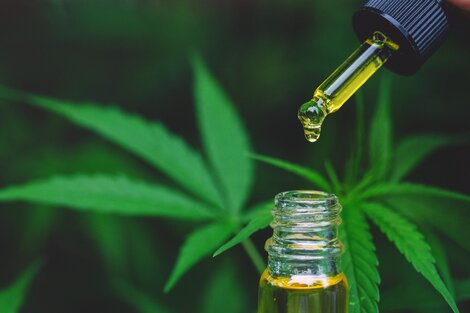 El primer lote de aceite de cannabis medicinal de producción nacional