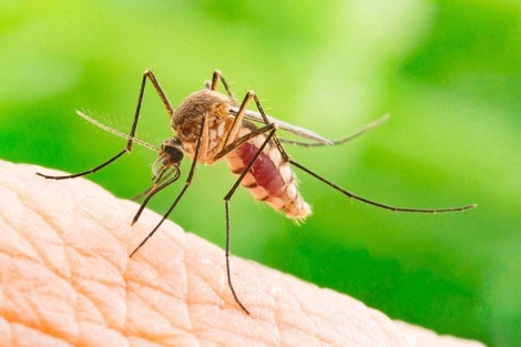 Estados Unidos: alarma por un virus "potencialmente mortal" transmitido por mosquitos