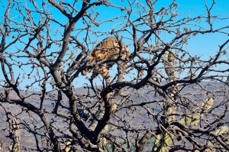 Incendios en Córdoba: la angustiante imagen de un gato montés en la copa de un árbol