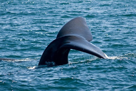 La amenaza del calentamiento global sobre la ballena franca austral