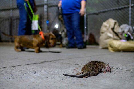 Nueva York, afectada por un brote de leptospirosis, una enfermedad relacionada con las ratas