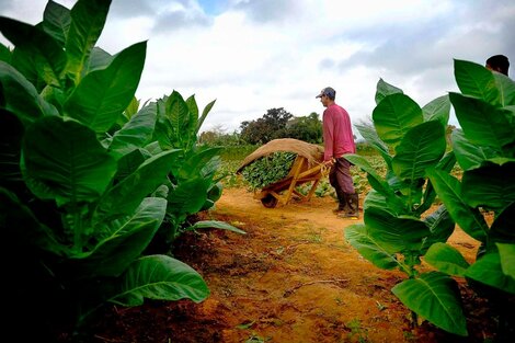 Los productos primarios aumentaron 3,4% en septiembre (Fuente: AFP)