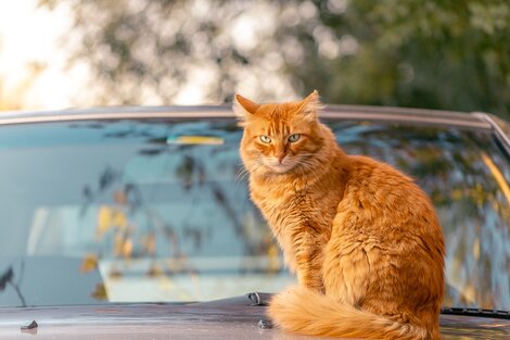 Washington hizo el censo de gatos más exhaustivo del mundo 