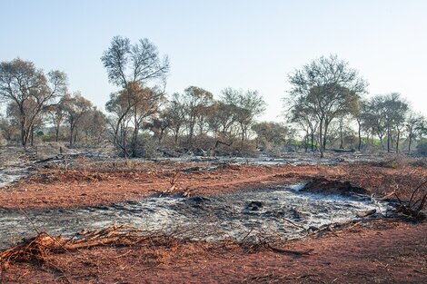 Detectaron un desmonte cercano a la Reserva Nacional de Pizarro