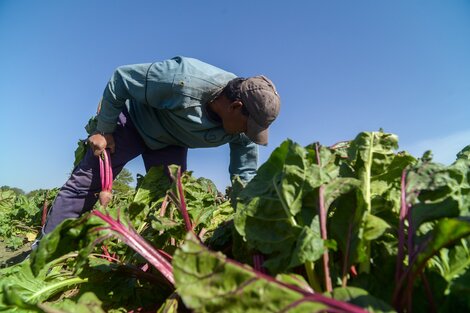 Volvió el monotributo social agropecuario.