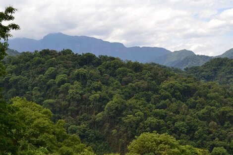 El macrismo retrasó la entrega de fondos para conservación de bosques 