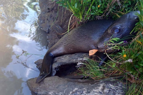 Rescataron a un lobo marino que apareció en la zona ribereña de Berisso