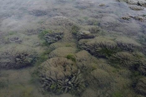 Didymo o "moco de roca": la especie invasora que amenaza ríos y lagos de la Patagonia 