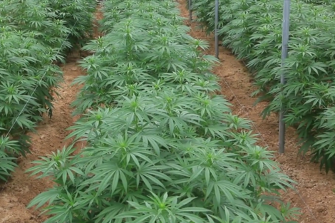 Nación aprobó un proyecto de cultivo de cannabis para Cafayate