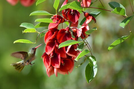 Día de la Flor Nacional: el ceibo, un distintivo de la Argentina | Por qué se le confirió ese carácter representativo del país | Página12 Día de la Flor Nacional: el ceibo, un distintivo de la Argentina | Por qué se le confirió ese carácter representativo del país | Página12