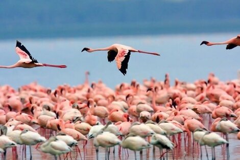 Flamencos: sucesores del Ave Fénix