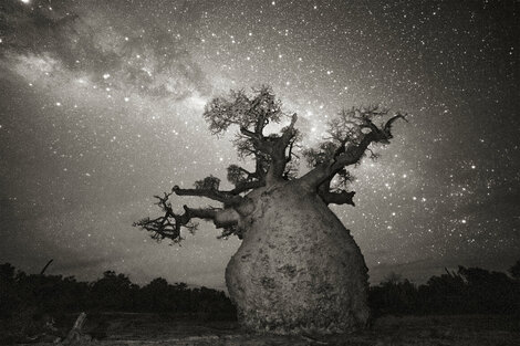 "Baobab", el fotolibro maravilloso de Beth Moon