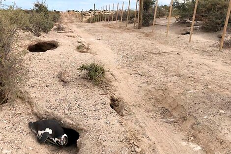 Masacre de pingüinos en Punta Tombo: el Ministerio de Ambiente hará una denuncia penal contra el dueño del campo