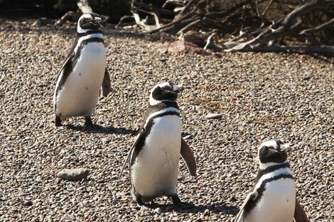 Masacre de pingüinos en Punta Tombo: qué dijo el abogado del dueño del campo