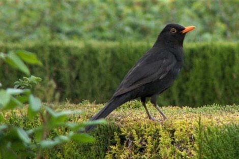 Descubren que los ácaros de las aves limpian como "aspiradoras" su plumaje 