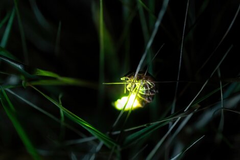 La pérdida de su habitat es el mayor peligro para la subsistencia de las luciérnagas.