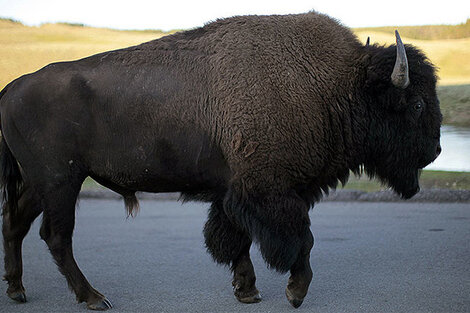 El Parque Nacional de Yellowstone habilitó la caza o sacrificio de 900 bisontes