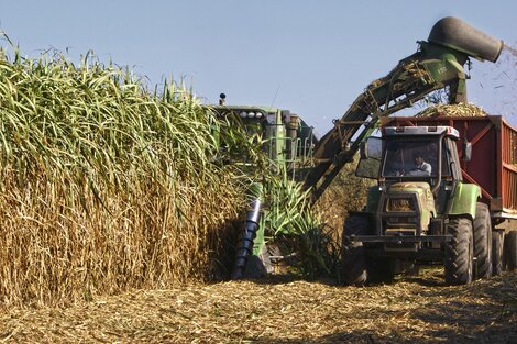 La zafra en el Ingenio Tabacal terminó con 66 mil toneladas de azúcar