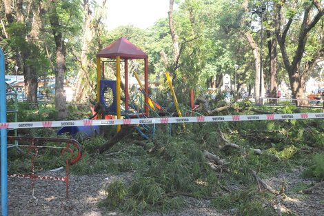 Tucumán: varios nenes heridos tras la caída de un árbol en el sector de juegos del Parque Avellaneda