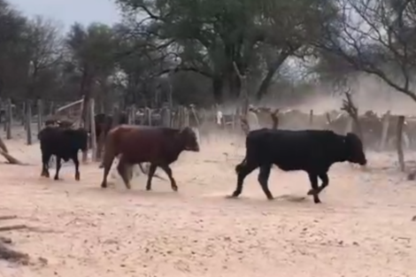 Ganaderos chaqueños denuncian una estafa millonaria en Salta