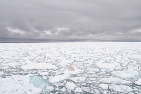 Cambio climático: el malcarado de Parin, de la especie Diretmichthys parini, fue encontrado en el mar de Noruega.