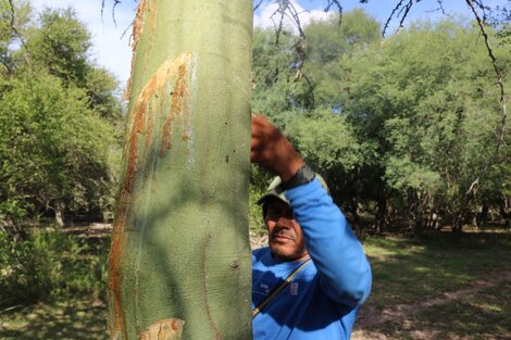 Goma brea, esperanza económica y ambiental para el Chaco salteño