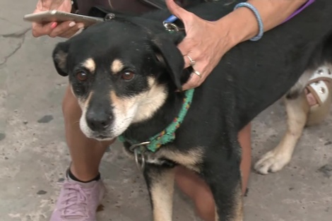 Un hombre murió, dieron en adopción a su perro y el animal lo fue a buscar a la funeraria 