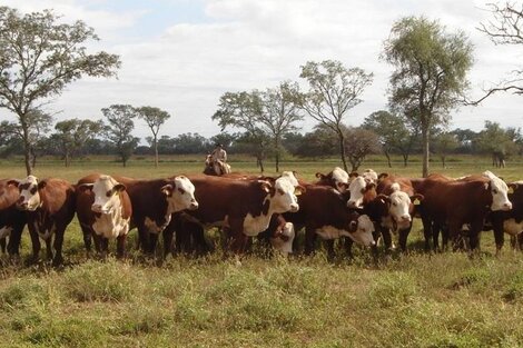 Informarán a la Justicia cómo es la cría de animales en el Chaco Salteño