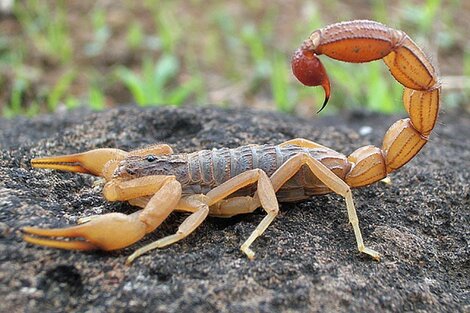 Alertan sobre la aparición de alacranes y escorpiones en La Plata