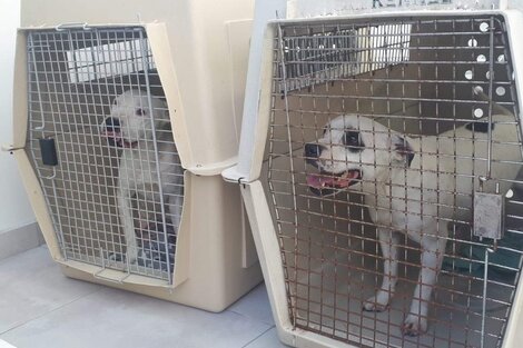 Rescatan a 11 perros que estaban encerrados en jaulas a pleno sol