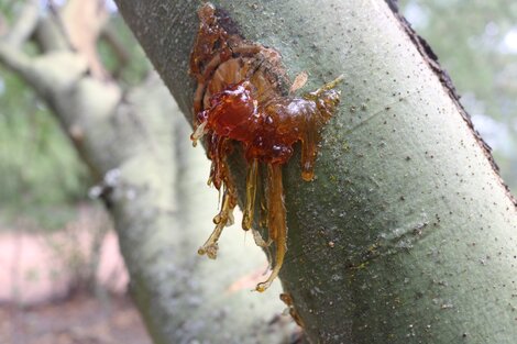 Estudian las propiedades de la goma brea para el tratamiento de Covid