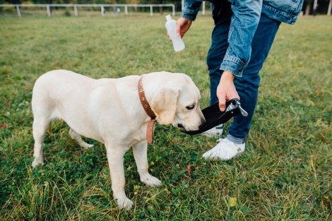 Golpe de calor en mascotas: cómo cuidarlas de las altas temperaturas 