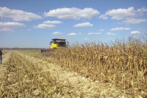 La ganadería y agricultura afectadas por la sequía en Anta 