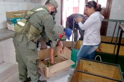 Gendarmería rescató en la ruta 95 100 loros que llevaban de contrabando en el baúl de un auto. 